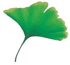 Almotion ginkgo bladlogo